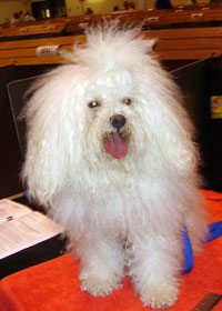 Bolognese dog picture